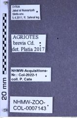 Etiketten zu Agriotes brevis (Candèze, 1863) (NHMW-ZOO-COL-0007143)